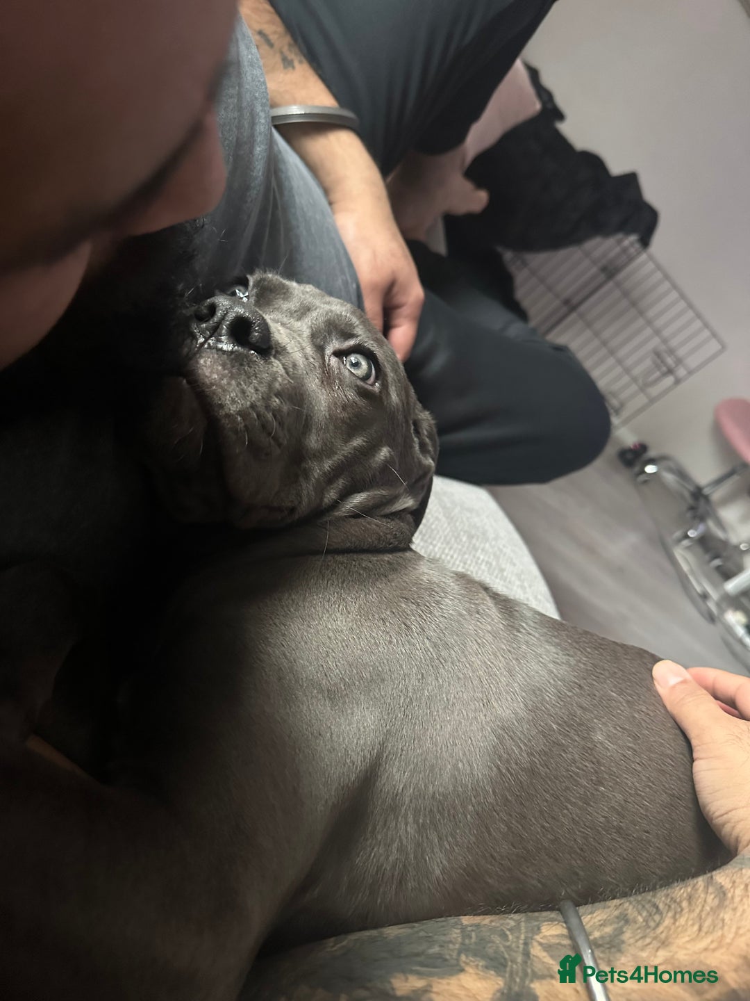 Cane Corso dogs for sale: Nellie 11 month old cane corso  - Image 11