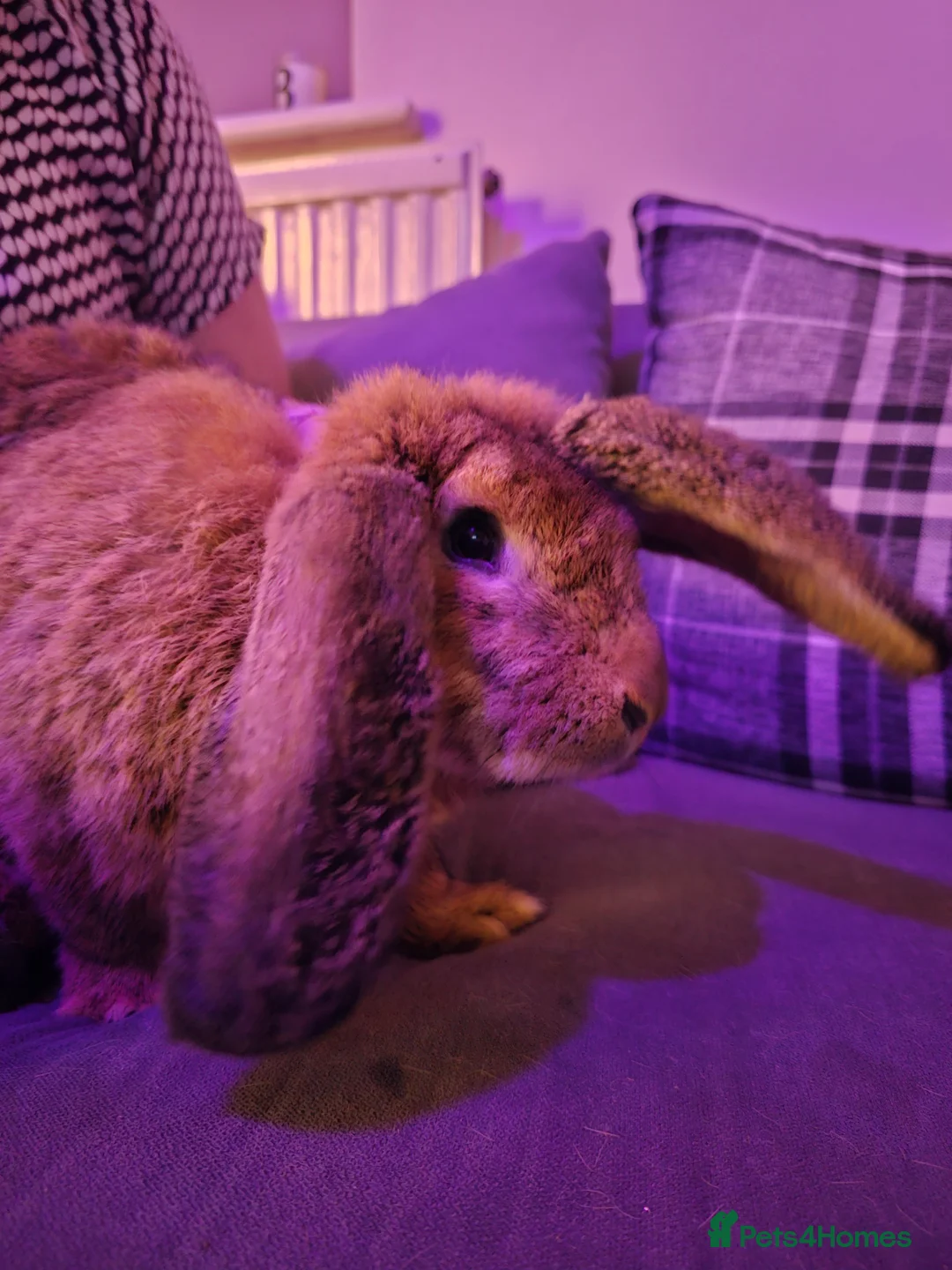 Continental Giant rabbits for sale: Two continental giants  - Advert 9