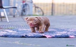 American Bully dogs for sale: POCKET BULLY PUPS AVAILABLE 🩷 - Image 2