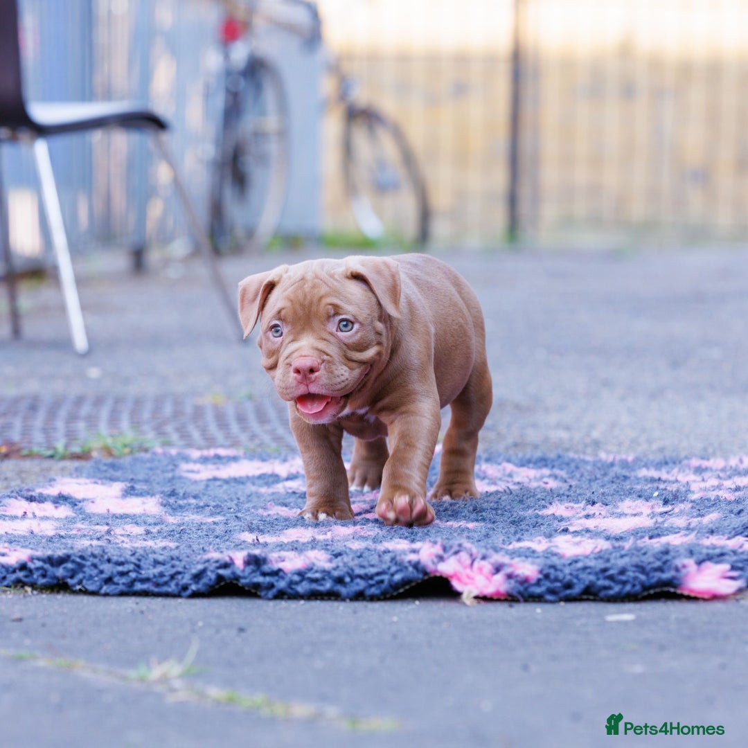 American Bully dogs for sale: POCKET BULLY PUPS AVAILABLE 🩷 - Image 2