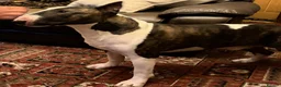 Bull Terrier dogs for stud: English bull terrier Crufts Qualifier  - Advert 7