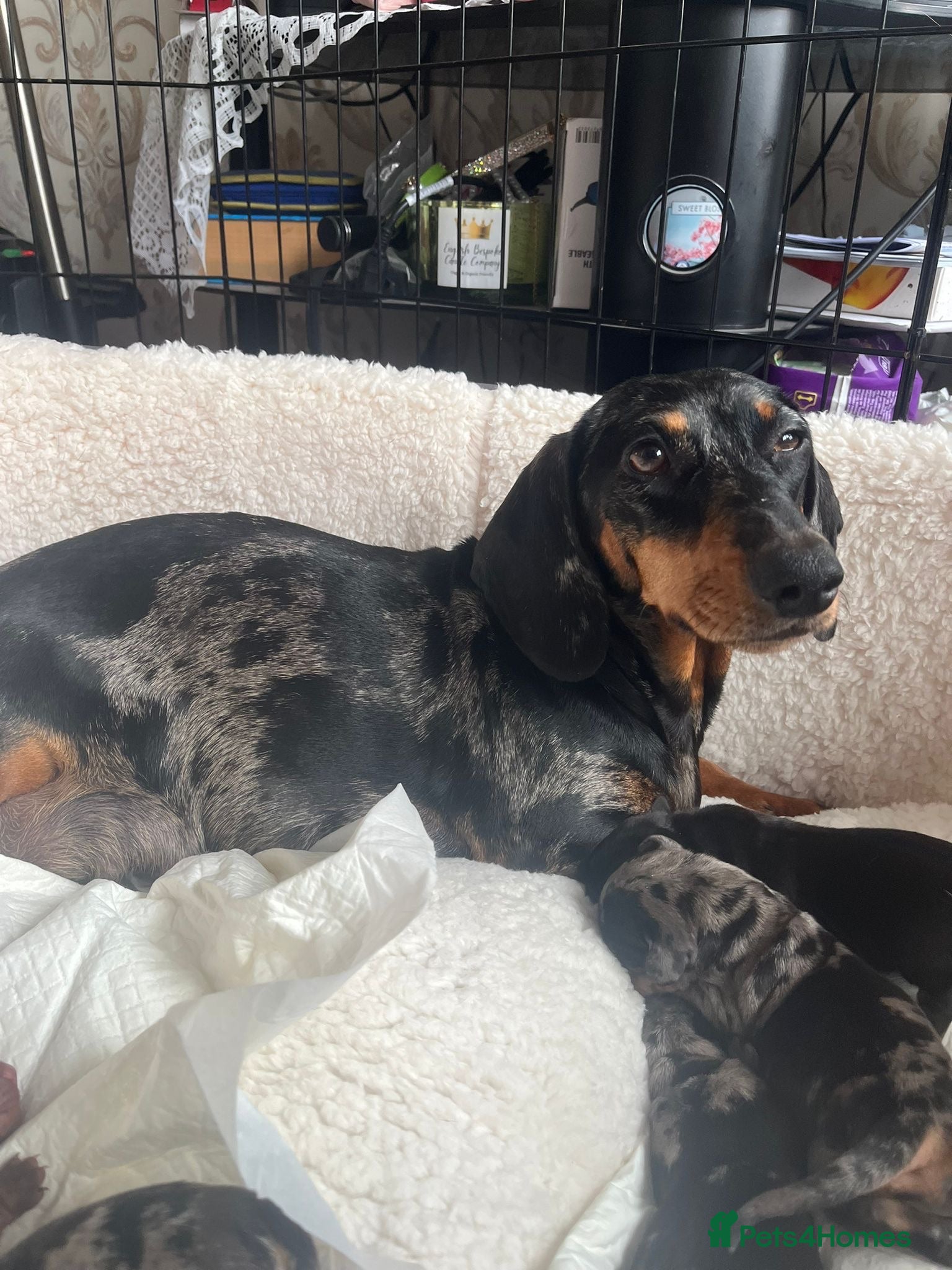 Dachshund dogs Dachshunds puppy’s  - Advert 17
