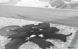 Border Collie dogs for sale: Pure bred, beautiful Border Collie puppies 🖤🤍🐾 - Image 14