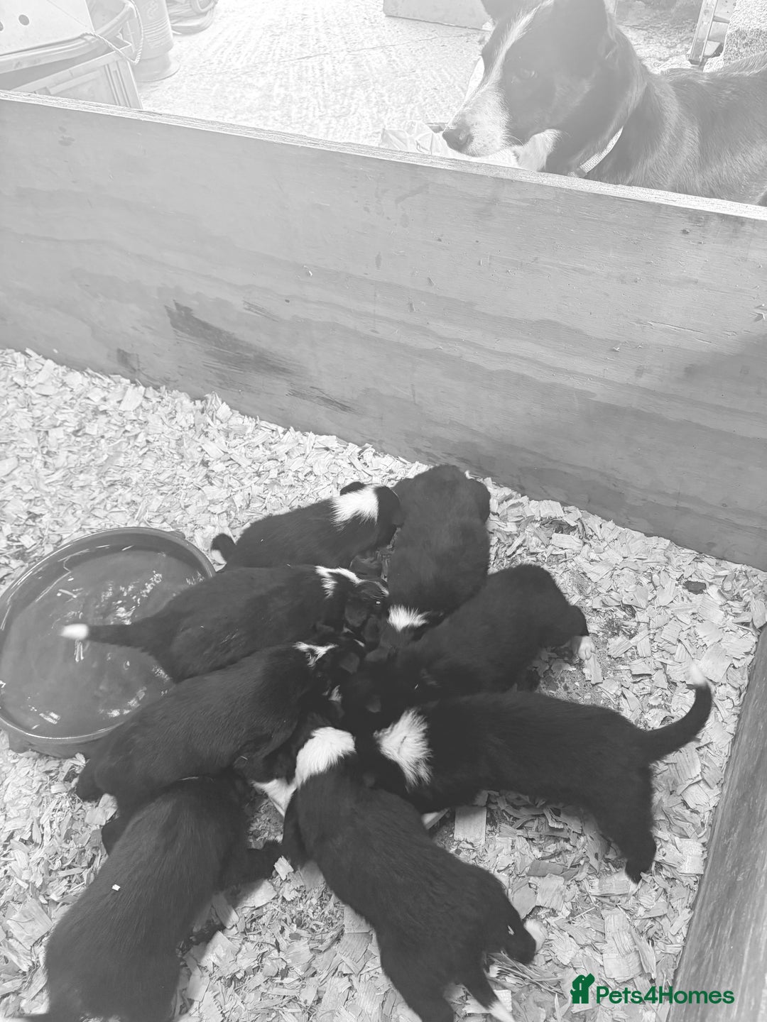 Border Collie dogs for sale: Pure bred, beautiful Border Collie puppies 🖤🤍🐾 - Image 14