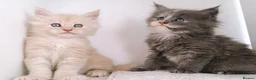 Maine Coon cats for sale: DNA health tested Maine coon kittens  - Advert 4
