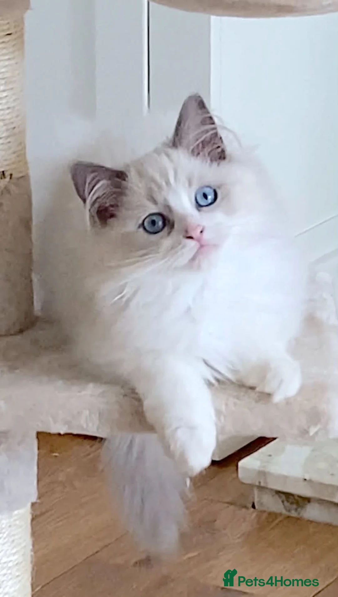 Ragdoll cats for sale: INDOOR GCCF REGISTERED RAGDOLL KITTENS - Advert 2