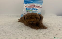 Toy Poodle dogs for sale: Kc registered,  fox red (Tiny) Toy poodles  - Image 11