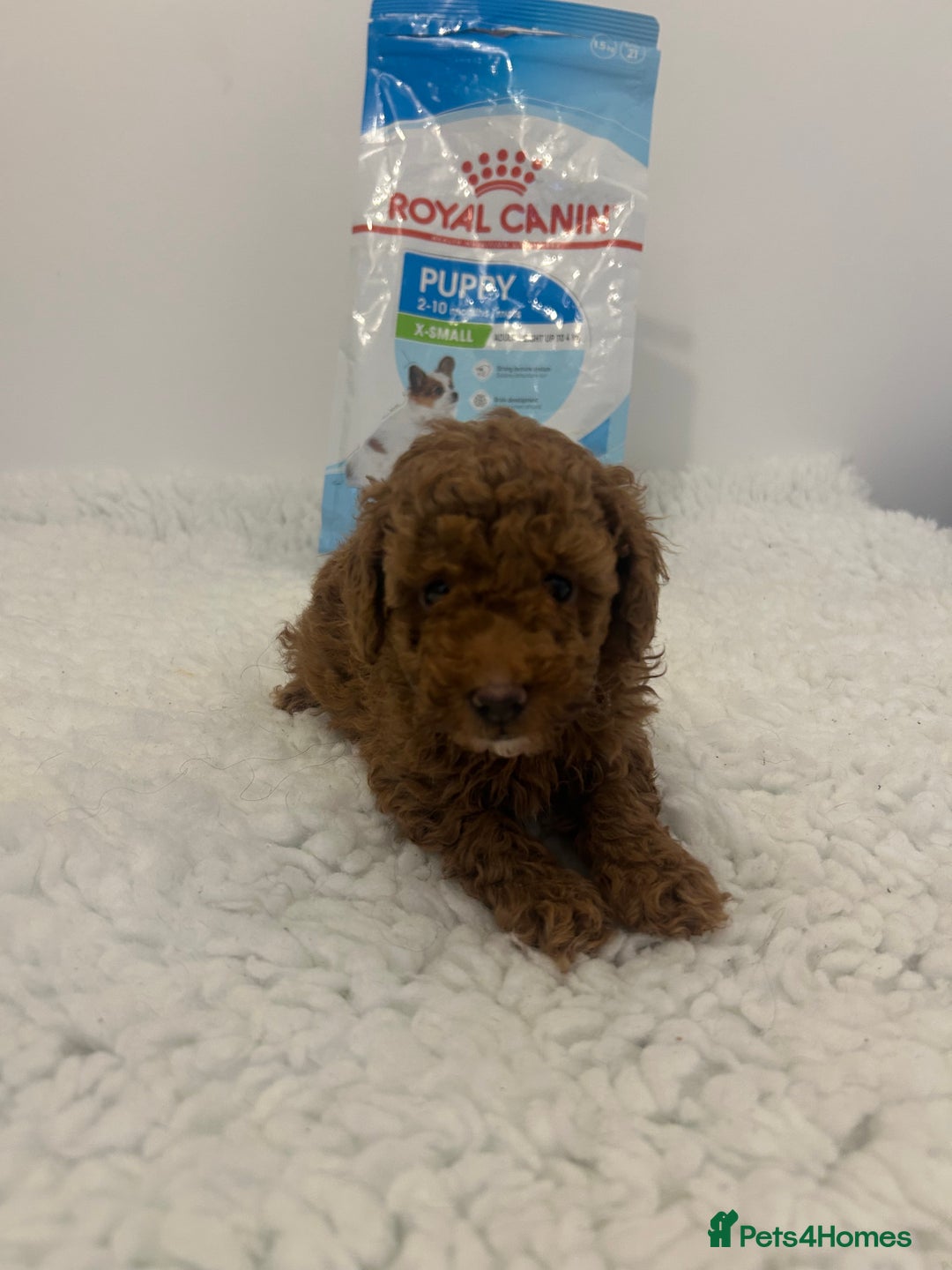 Toy Poodle dogs for sale: Kc registered,  fox red (Tiny) Toy poodles  - Image 11