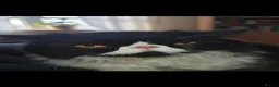 Persian cats for sale: Persian Boy in Grays - Advert 4
