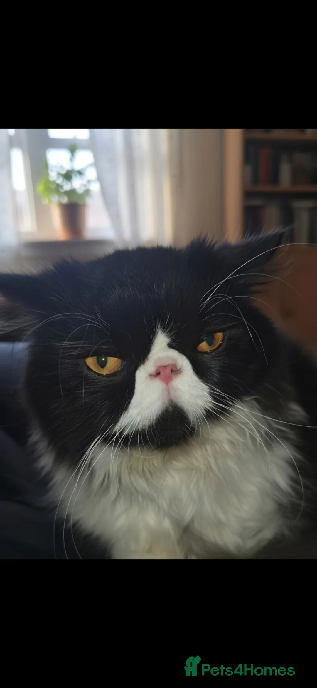 Persian cats for sale: Persian Boy in Grays - Advert 4