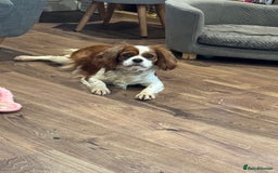 Cavapoo dogs for sale: F1 RED CAVAPOOS LICENSED KC HEALTH TESTED PARENTS  - Image 16