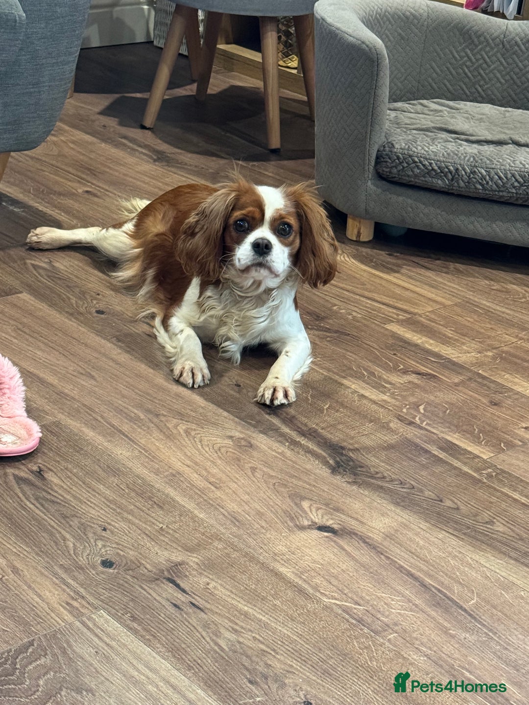 Cavapoo dogs for sale: F1 RED CAVAPOOS LICENSED KC HEALTH TESTED PARENTS  - Image 16