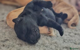 Labrador Retriever dogs for sale: KC Labrador Puppies – Ready 23rd August 🐾 - Image 14