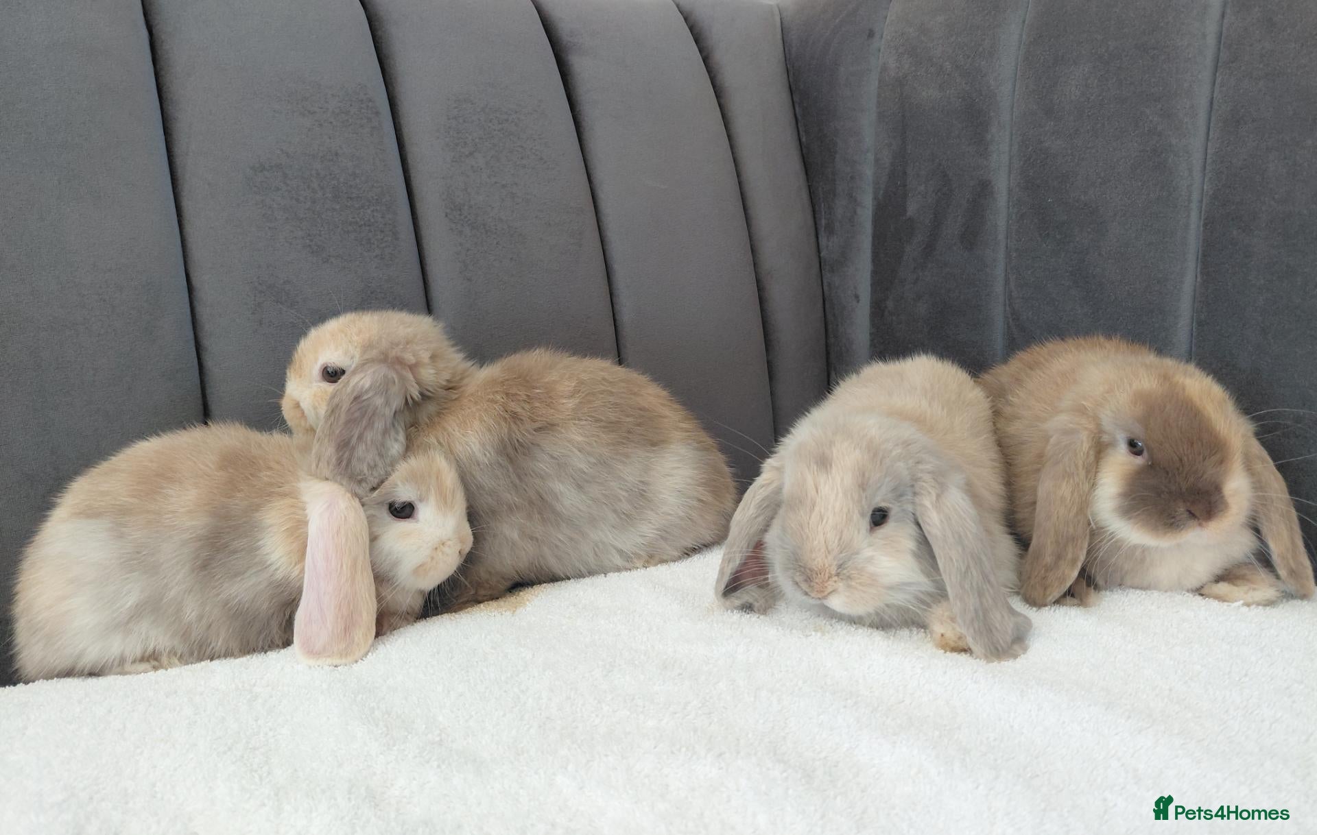 Mini Lop rabbits Gorgeous Mini Lop Babies - Advert 2