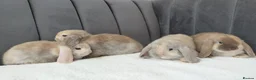 Mini Lop rabbits for sale: Gorgeous Mini Lop Babies - Advert 2