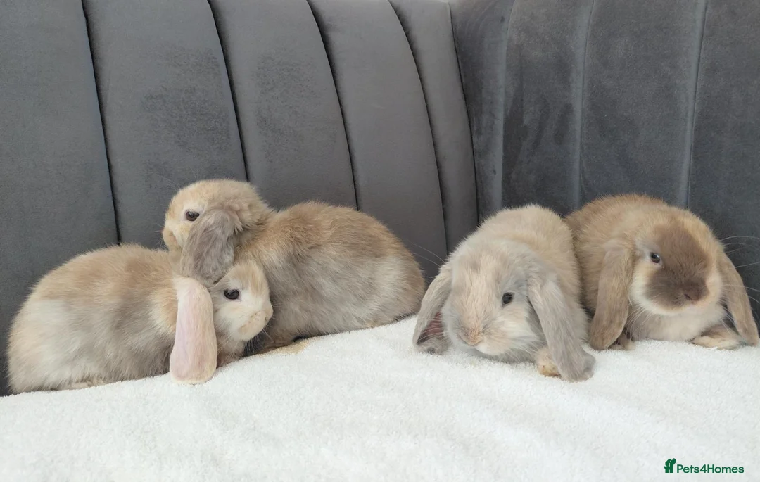 Mini Lop rabbits for sale: Gorgeous Mini Lop Babies - Advert 2