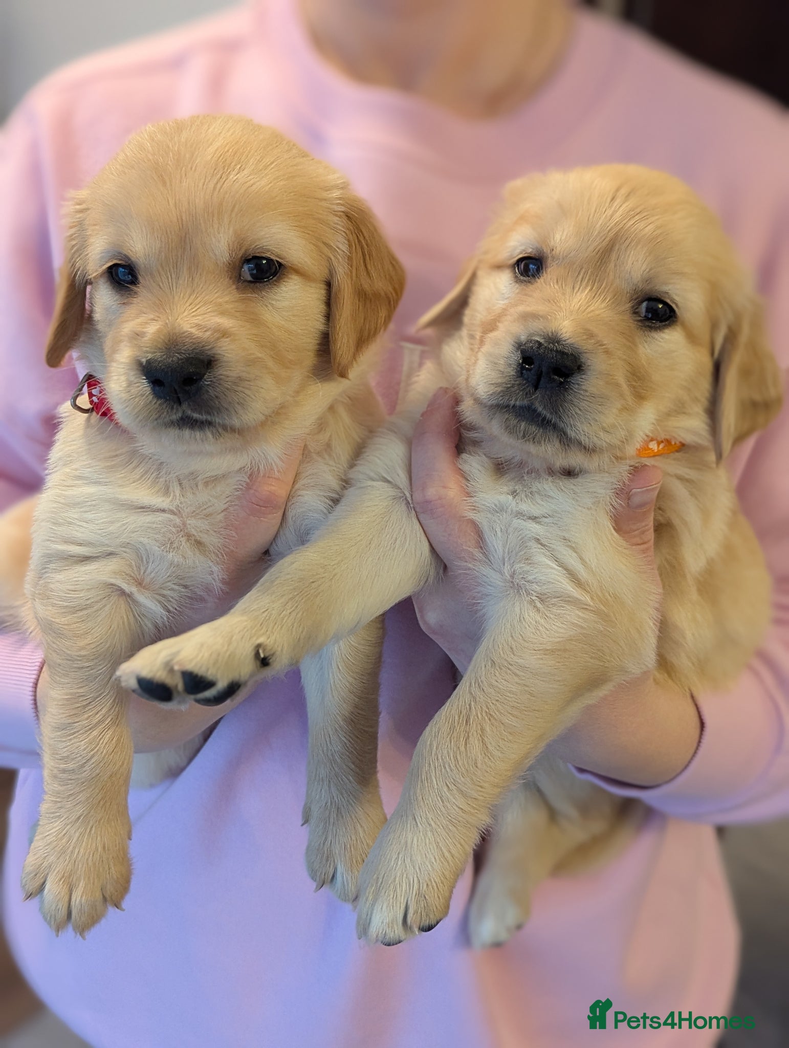 Golden Retriever dogs Beautiful golden retriever puppies for sale - Advert 17