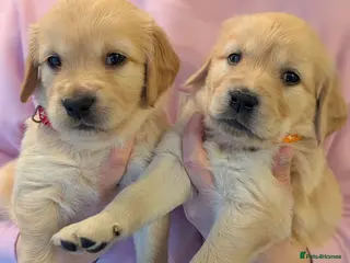 Golden Retriever dogs Beautiful golden retriever puppies for sale - Advert 17