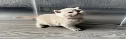 British Shorthair cats for sale: Beautiful British Shorthair Kittens - Advert 12