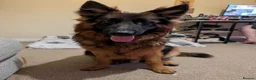 German Shepherd dogs for sale: Chase  in Uxbridge - Advert 3