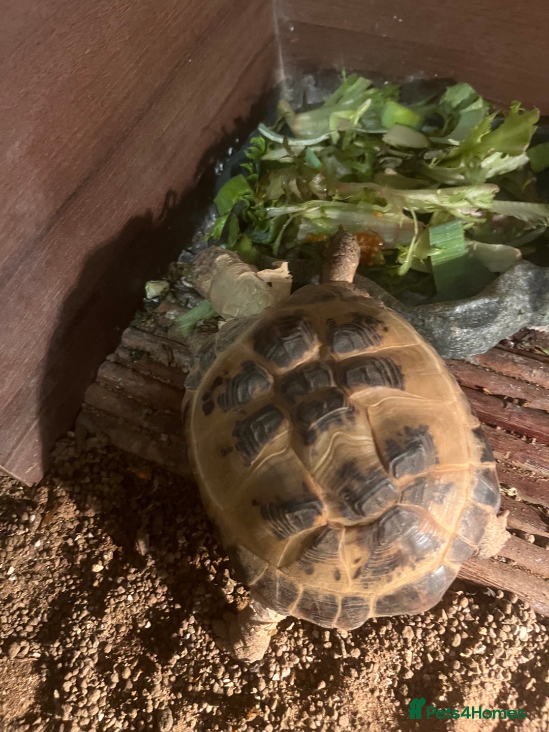 Tortoise reptiles for sale: Horsefield tortoise - Advert 2