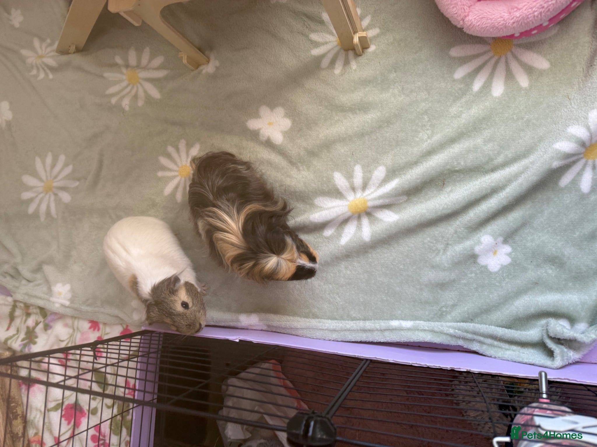 Guinea Pig rodents 2 Beautiful Guinea Pigs + Luxury Full Setup - Advert 1