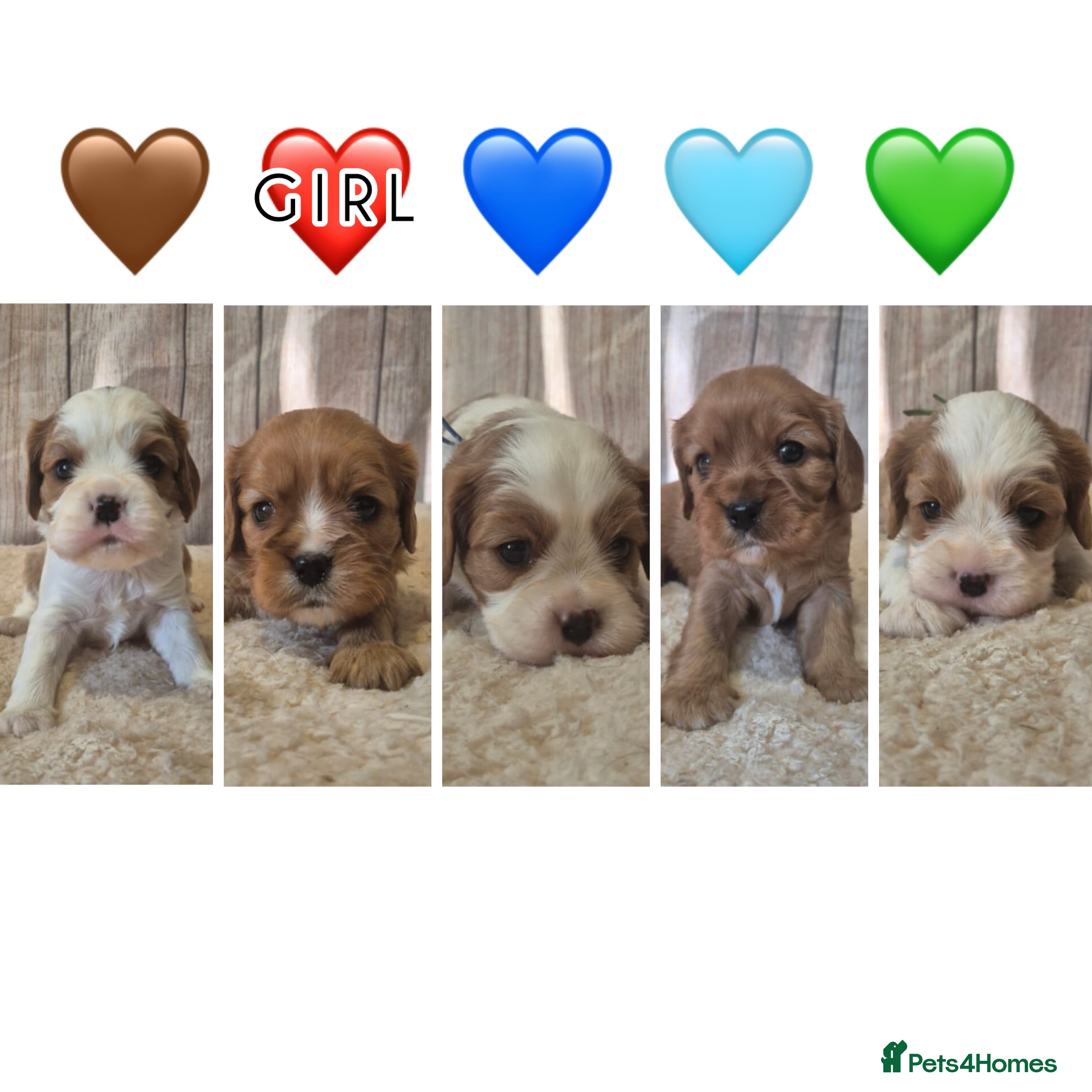 Cavalier King Charles Spaniel dogs 5 beautiful CKCS ❤️ - Advert 7
