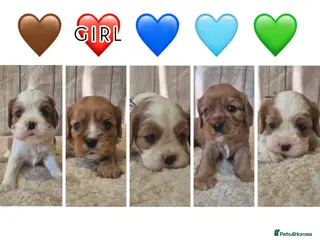 Cavalier King Charles Spaniel dogs 5 beautiful CKCS ❤️ - Advert 7