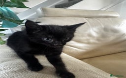 Savannah cats for sale: Adorable playful kittens for sale - Image 4