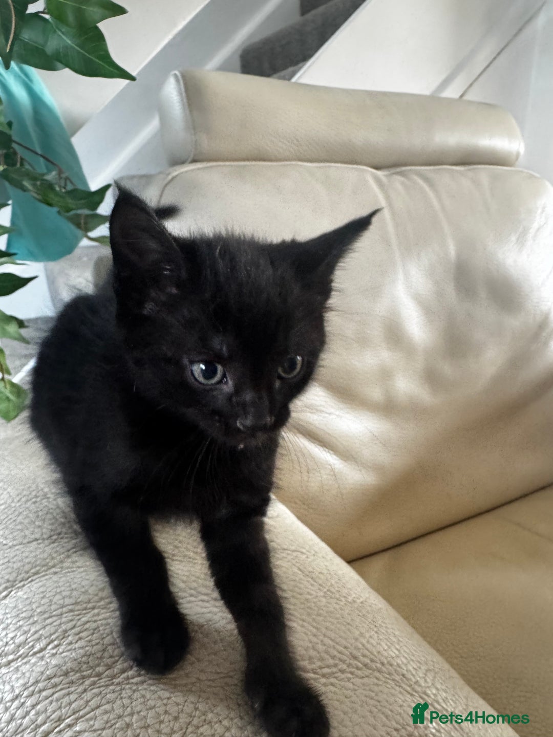 Savannah cats for sale: Adorable playful kittens for sale - Image 4