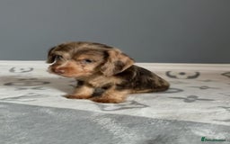 Mixed Breed dogs for sale: MAGNIFICENT LONG-HAIRED MINIATURE PUPPIES - Image 2