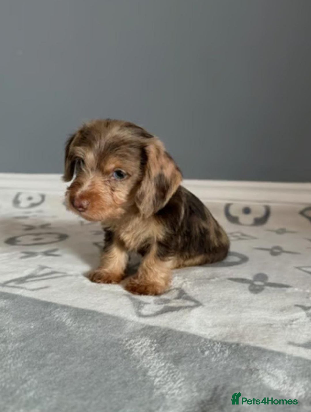 Mixed Breed dogs for sale: MAGNIFICENT LONG-HAIRED MINIATURE PUPPIES - Image 2
