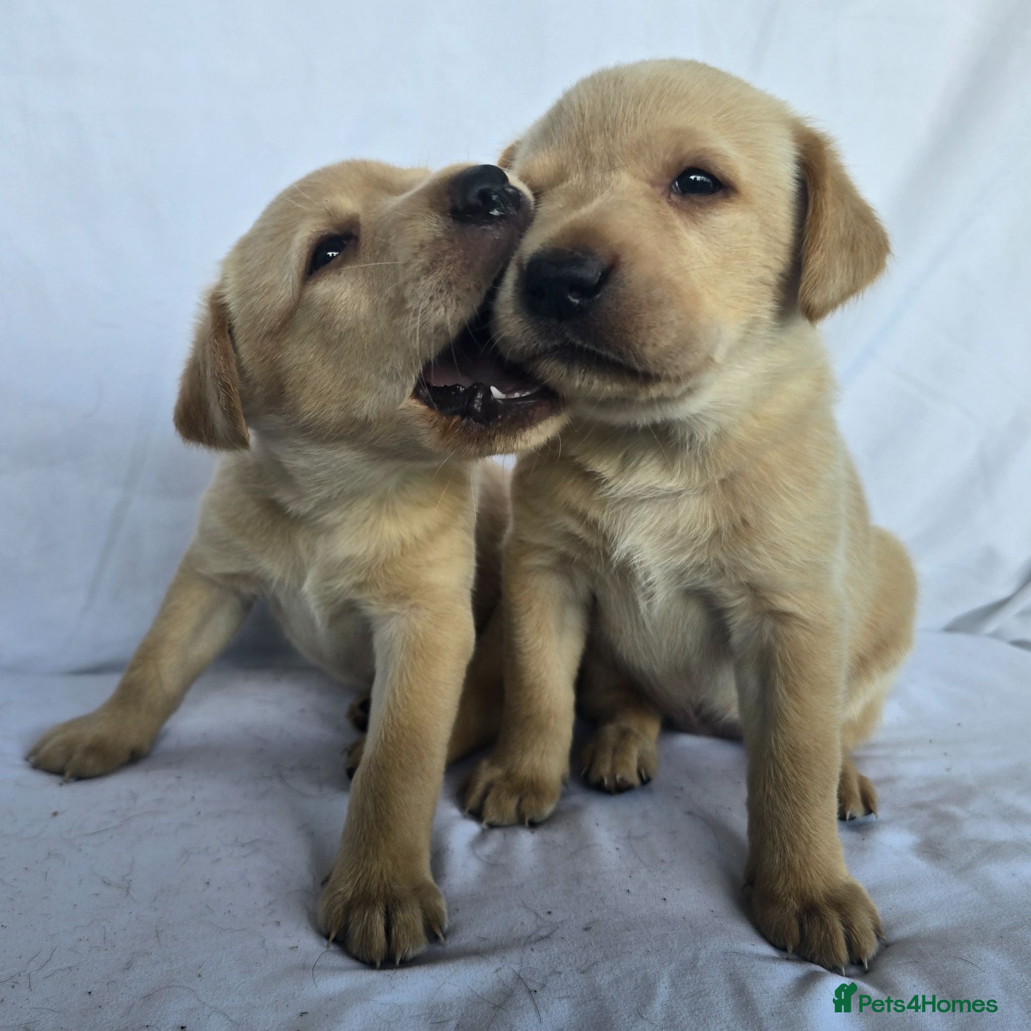 Labrador Retriever dogs Beautiful labrador puppies - Advert 3