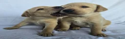 Labrador Retriever dogs for sale: Beautiful labrador puppies in Stirling - Advert 9