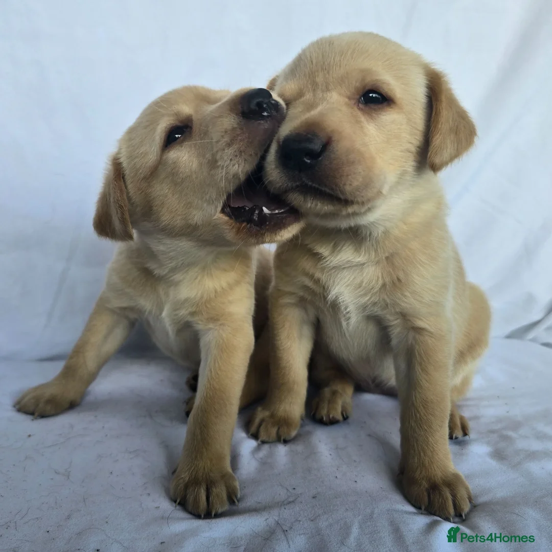 Labrador Retriever dogs for sale: Beautiful labrador puppies in Stirling - Advert 9