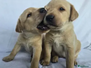 Labrador Retriever dogs Beautiful labrador puppies - Advert 3
