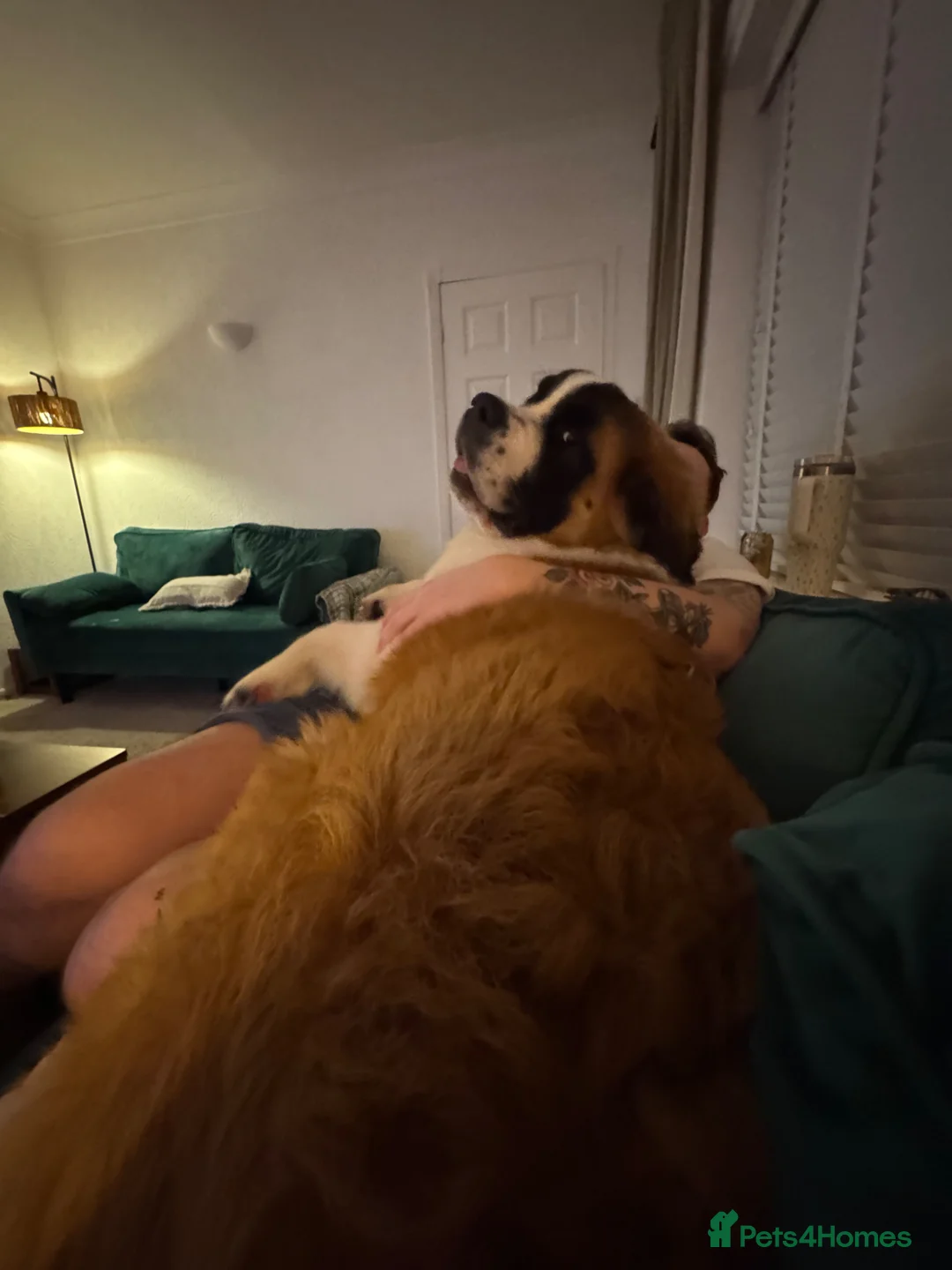 Saint Bernard dogs for sale: Donald in Middlewich - Advert 2