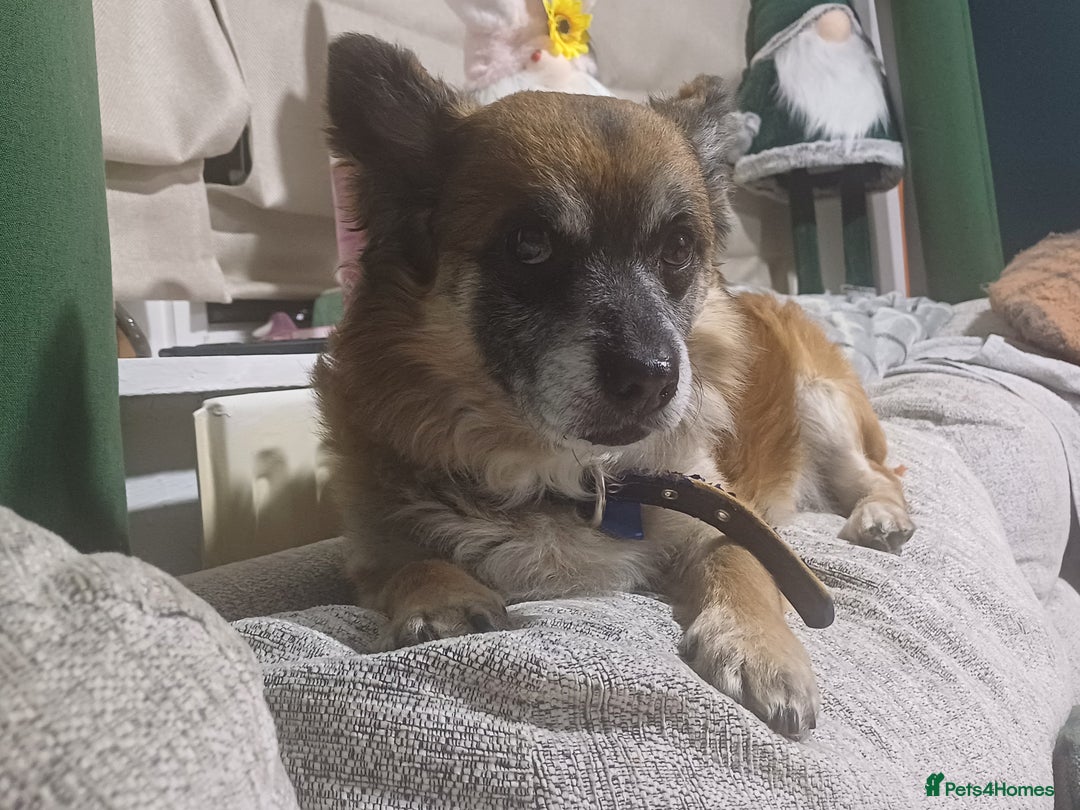 Pomchi dogs for stud: Pomchi - Image 1