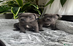 Staffordshire Bull Terrier dogs for sale: 🔷 Pharaon Champion Line Pups 🔷 in Wolverhampton - Image 1