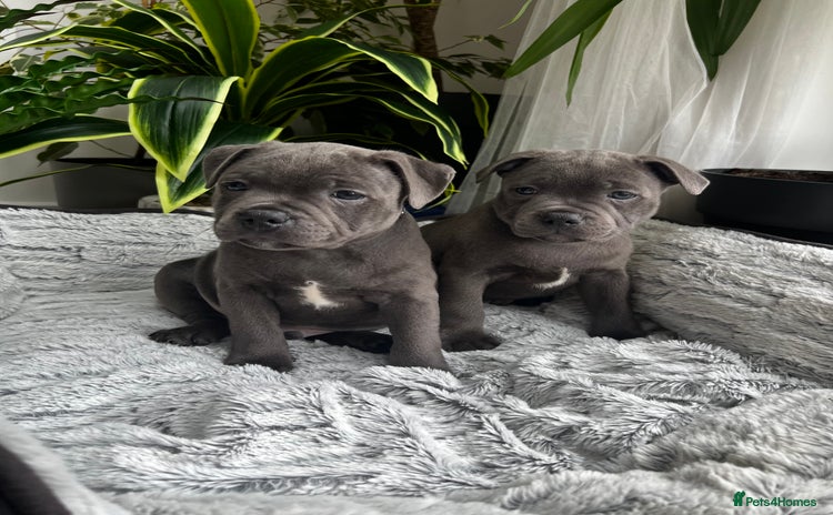 Staffordshire Bull Terrier dogs in Wolverhampton - Advert 2