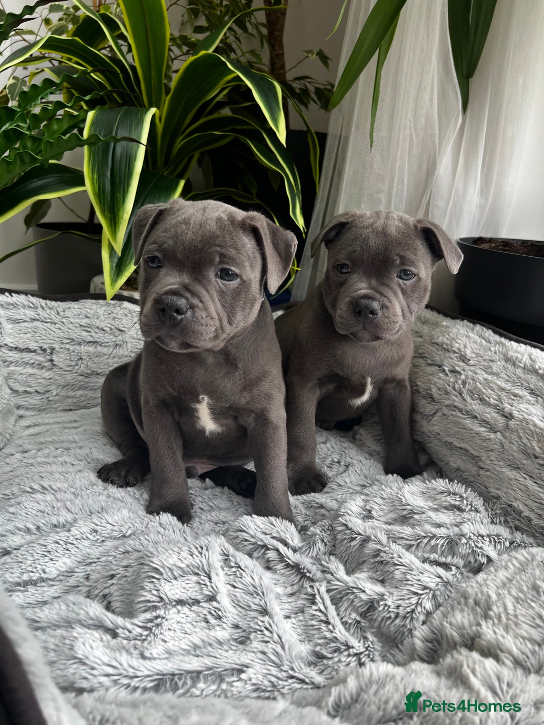 Staffordshire Bull Terrier dogs for sale: 🔷 Pharaon Champion Line Pups 🔷 in Wolverhampton - Image 1
