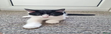 American Shorthair 1