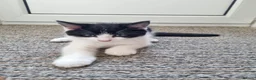 American Shorthair cats for sale: Lovely kittens - Advert 4