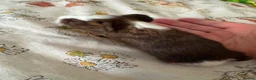 Guinea Pig rodents for sale: 2 week old male smooth haired guinea pig brothers  in Somerton - Advert 2