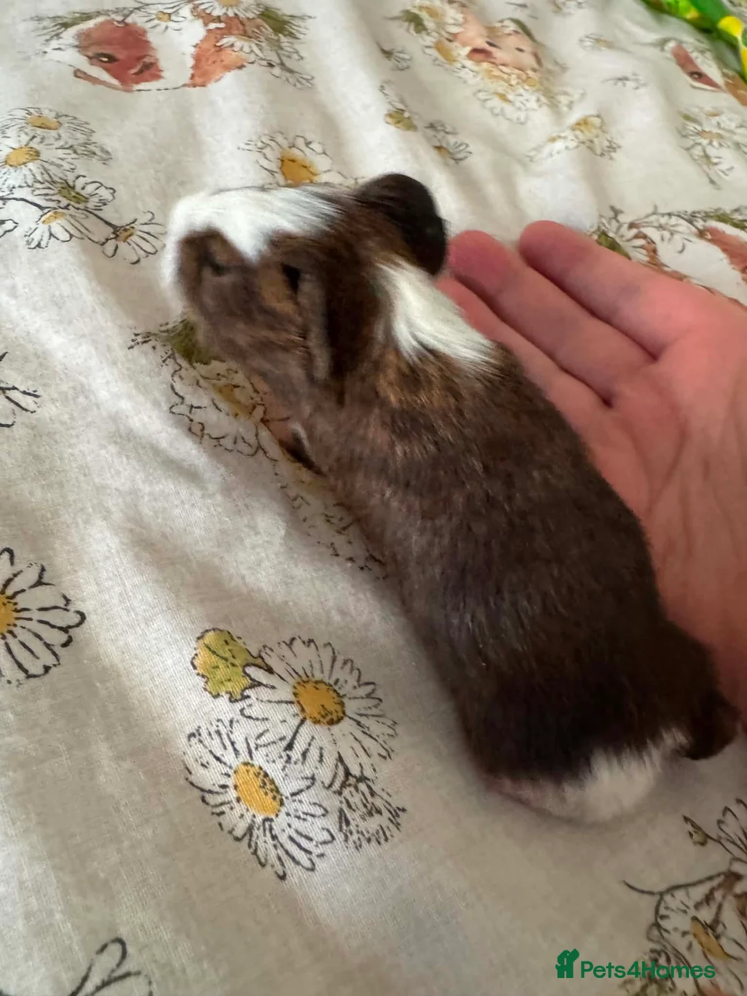 Guinea Pig rodents for sale: 2 week old male smooth haired guinea pig brothers  in Somerton - Advert 2