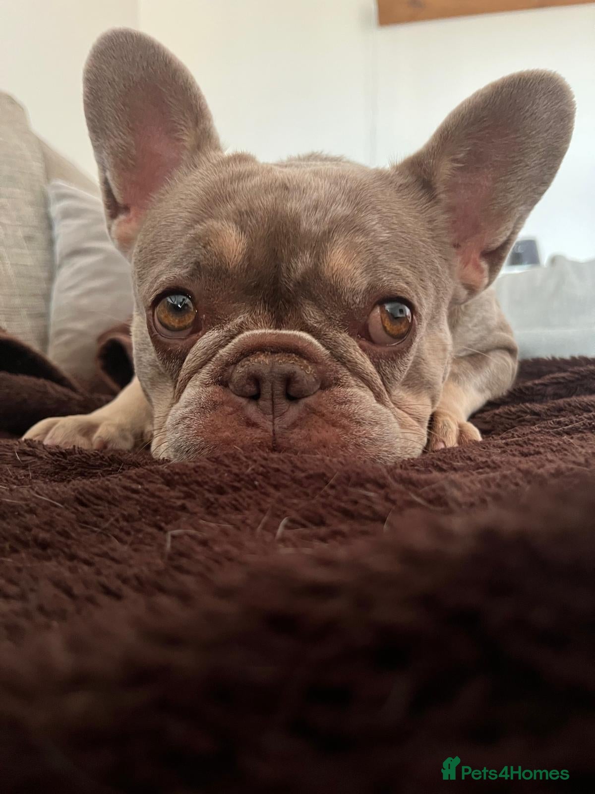 French Bulldog dogs Luna - French Bulldog for Adoption - Advert 2