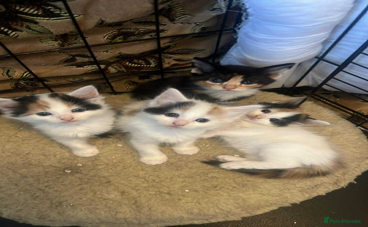 Domestic Shorthair cats - Advert 14
