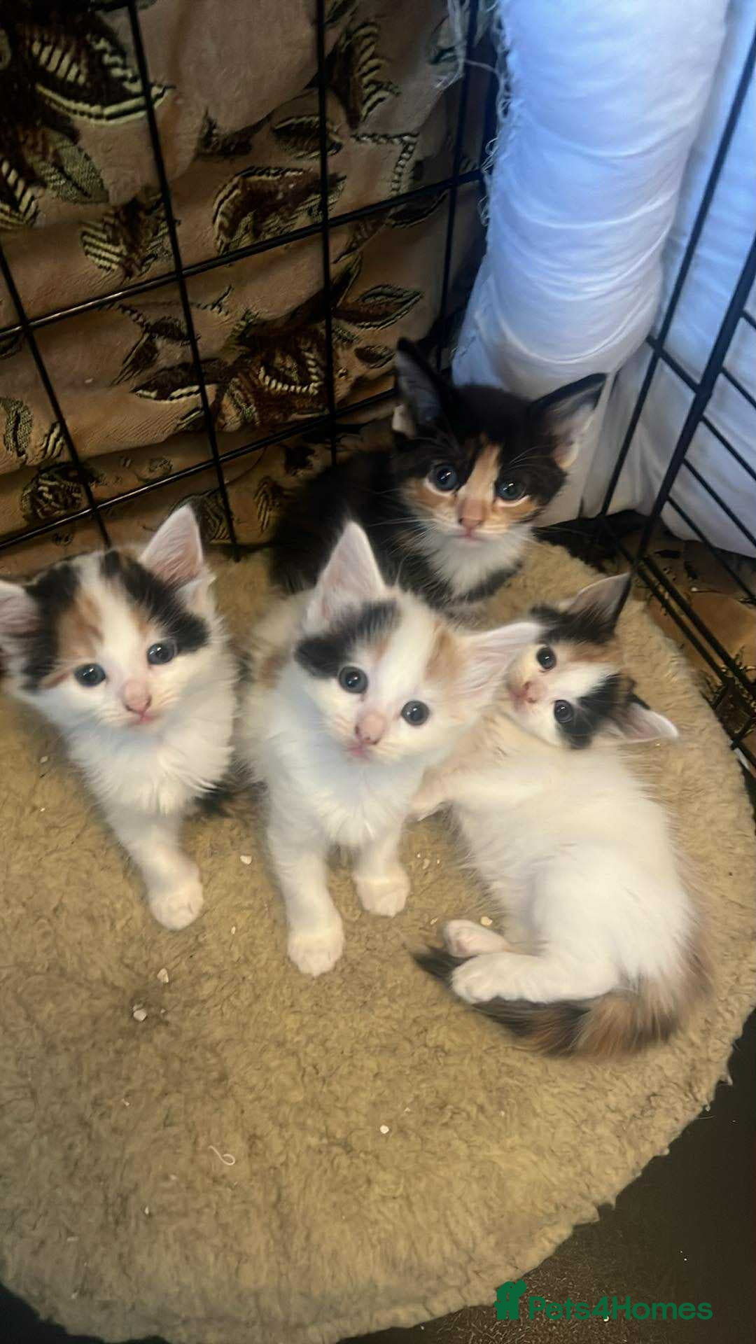 Domestic Shorthair cats for sale: 🐾 4 Adorable Female Kittens Looking for Homes - Image 1