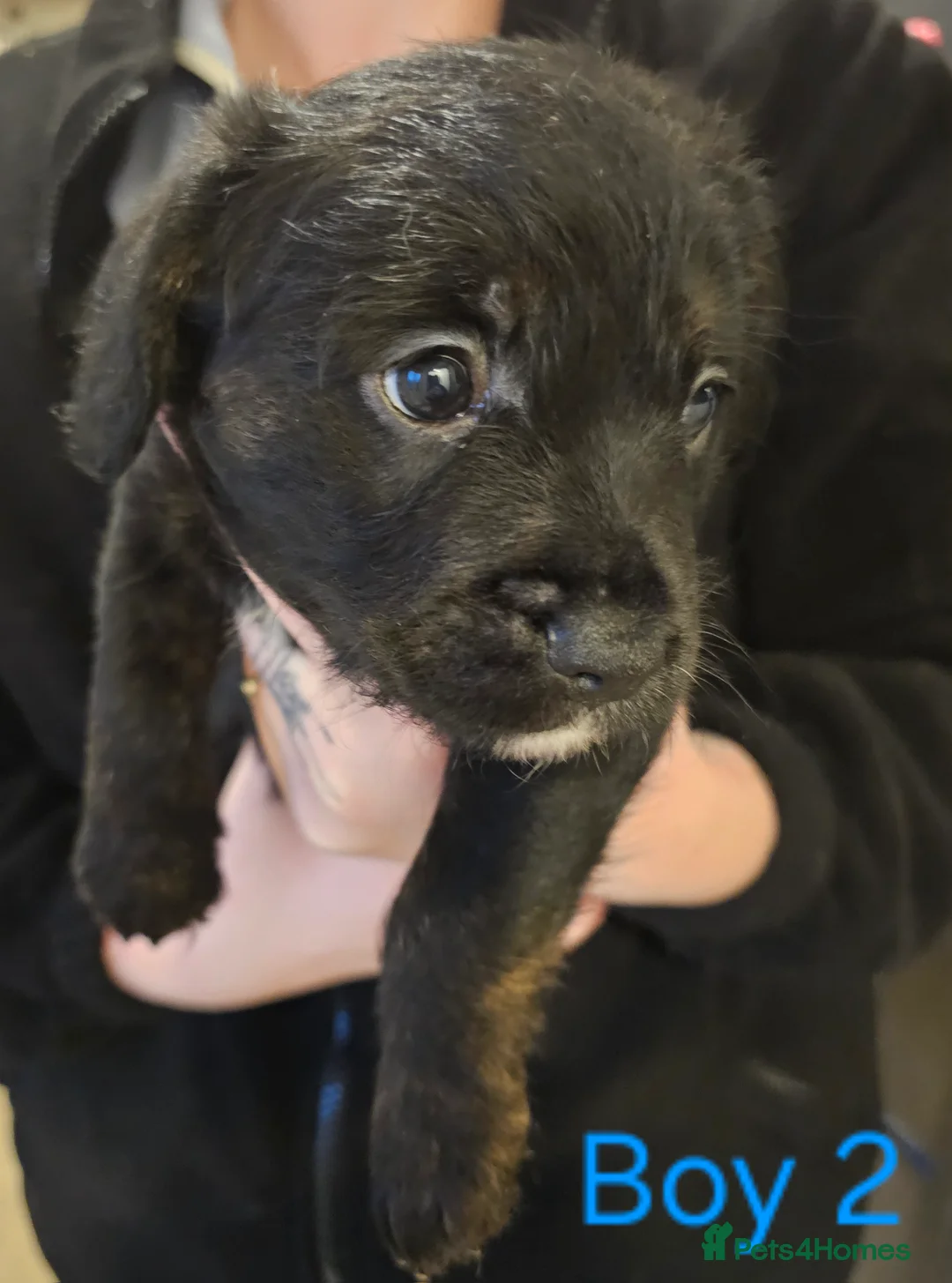 Mixed Breed dogs for sale: Froodle puppies  - Advert 8