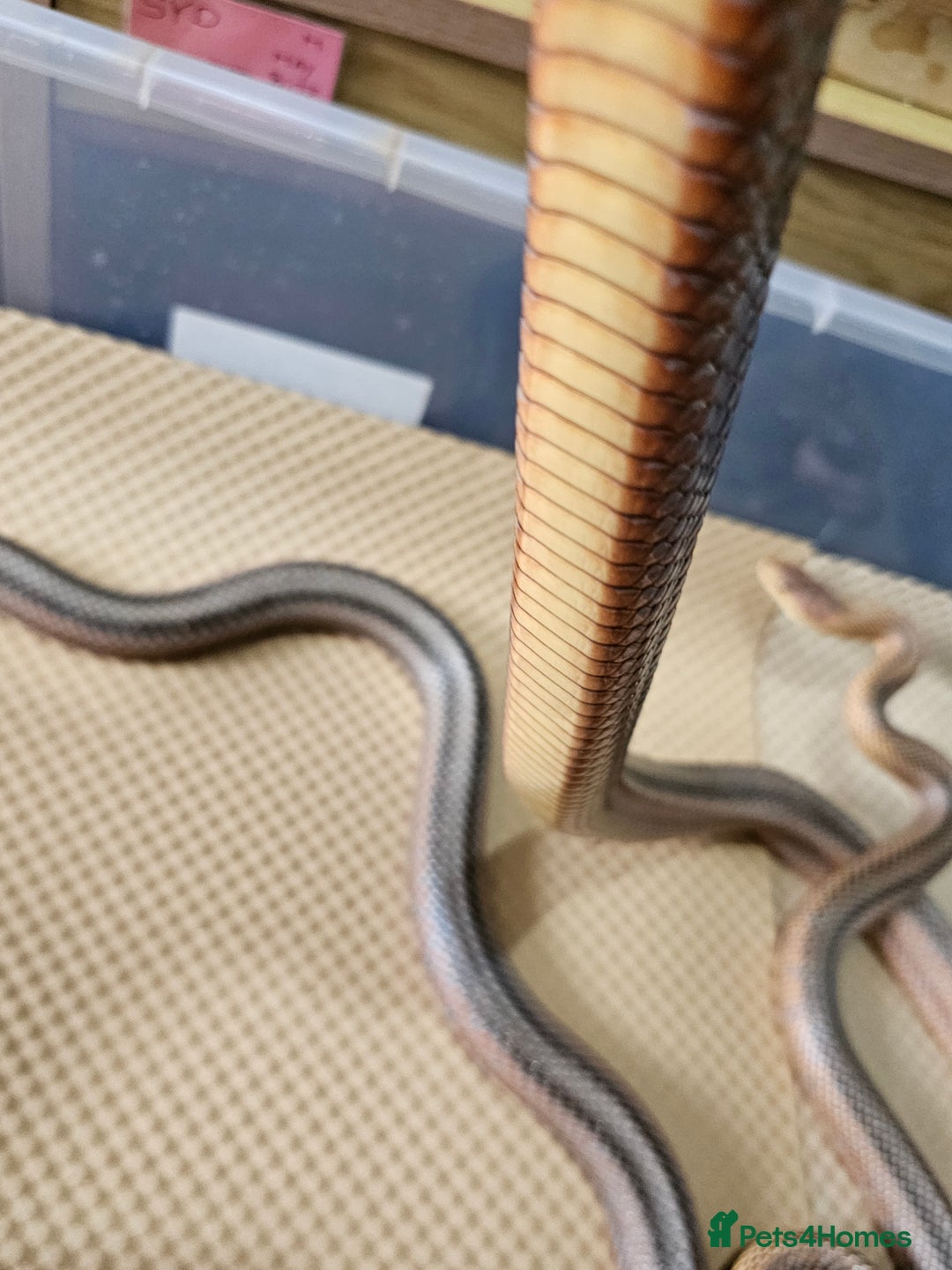 Boa Snake reptiles for sale: Columbian rainbow boa and king snakes - Image 5